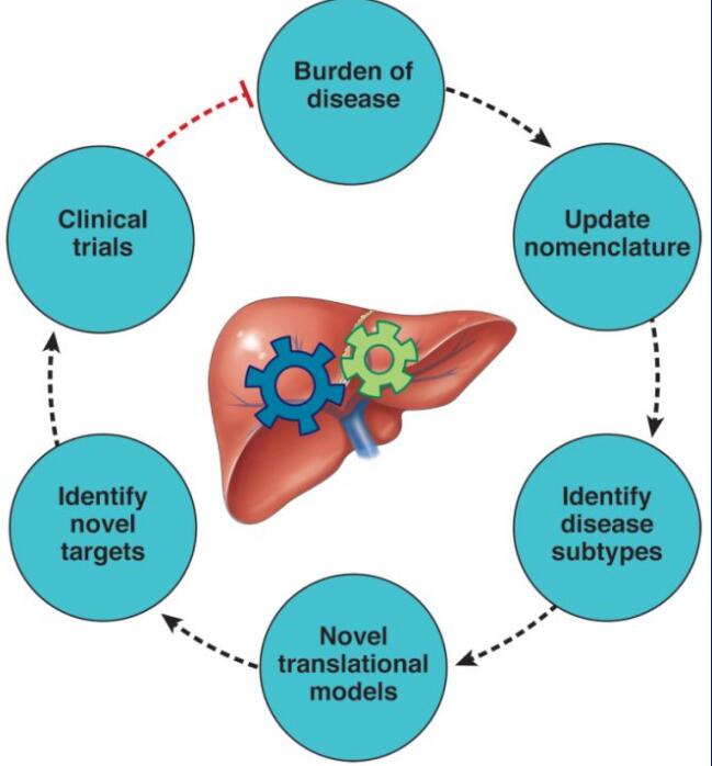 脂肪肝領(lǐng)域新進(jìn)展：MAFLD取代NAFLD命名有何意義？
